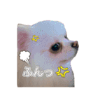 ポメポメパラダイス（個別スタンプ：14）