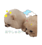 ポメポメパラダイス（個別スタンプ：16）