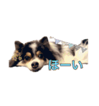 ポメポメパラダイス（個別スタンプ：21）