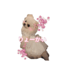 ポメポメパラダイス（個別スタンプ：22）