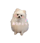 ポメポメパラダイス（個別スタンプ：23）