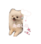 ポメポメパラダイス（個別スタンプ：24）
