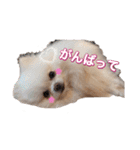 ポメポメパラダイス（個別スタンプ：26）
