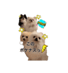 ポメポメパラダイス（個別スタンプ：27）