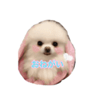 ポメポメパラダイス（個別スタンプ：29）