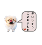 さーちんず1（個別スタンプ：1）