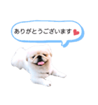 さーちんず1（個別スタンプ：4）