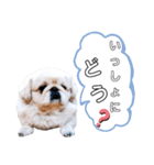 さーちんず1（個別スタンプ：8）