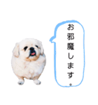 さーちんず1（個別スタンプ：9）