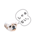 さーちんず1（個別スタンプ：18）