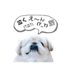 さーちんず1（個別スタンプ：21）
