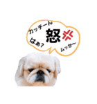 さーちんず1（個別スタンプ：22）