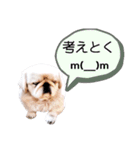 さーちんず1（個別スタンプ：23）