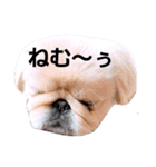 さーちんず1（個別スタンプ：33）