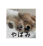 飼い主が使いたいだけ（個別スタンプ：1）