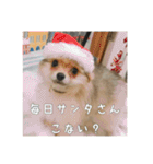 飼い主が使いたいだけ（個別スタンプ：3）