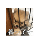 飼い主が使いたいだけ（個別スタンプ：4）