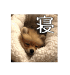 飼い主が使いたいだけ（個別スタンプ：5）