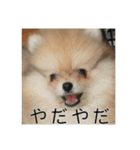 飼い主が使いたいだけ（個別スタンプ：6）
