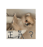 飼い主が使いたいだけ（個別スタンプ：7）