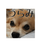 飼い主が使いたいだけ（個別スタンプ：9）