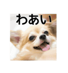 飼い主が使いたいだけ（個別スタンプ：10）
