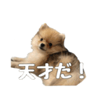 飼い主が使いたいだけ（個別スタンプ：13）