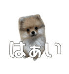 飼い主が使いたいだけ（個別スタンプ：16）