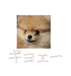飼い主が使いたいだけ（個別スタンプ：17）