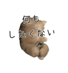 飼い主が使いたいだけ（個別スタンプ：20）