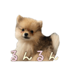 飼い主が使いたいだけ（個別スタンプ：28）