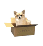 飼い主が使いたいだけ（個別スタンプ：31）