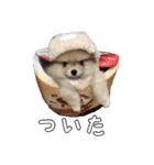 飼い主が使いたいだけ（個別スタンプ：33）