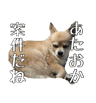 飼い主が使いたいだけ（個別スタンプ：34）