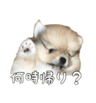 飼い主が使いたいだけ（個別スタンプ：35）