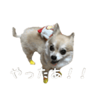 飼い主が使いたいだけ（個別スタンプ：39）