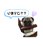 ぱぐのかい君1（個別スタンプ：2）