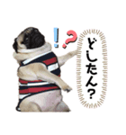 ぱぐのかい君1（個別スタンプ：4）