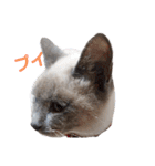 ねむねむネコ（個別スタンプ：24）