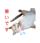 ねむねむネコ（個別スタンプ：34）