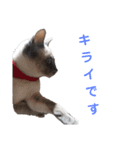ねむねむネコ（個別スタンプ：36）