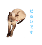 ねむねむネコ（個別スタンプ：37）