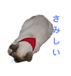 ねむねむネコ（個別スタンプ：39）