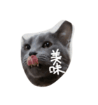 密なねこ達（個別スタンプ：2）