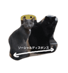 密なねこ達（個別スタンプ：3）