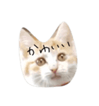 密なねこ達（個別スタンプ：4）
