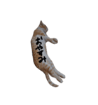密なねこ達（個別スタンプ：5）