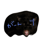 密なねこ達（個別スタンプ：6）
