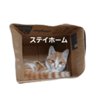 密なねこ達（個別スタンプ：7）