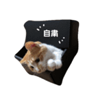 密なねこ達（個別スタンプ：8）